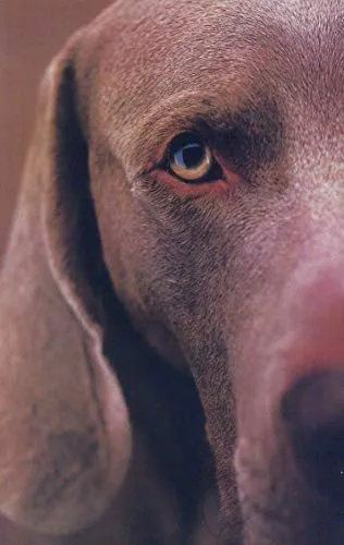 Couverture de William Wegman Polaroids