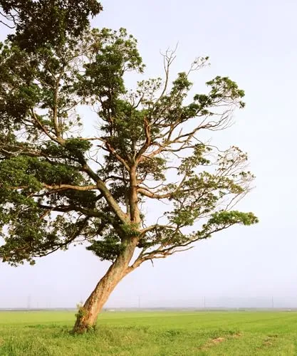 Couverture de Tsunami Trees