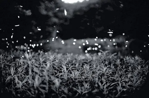 Couverture de Gregory Crewdson Fireflies