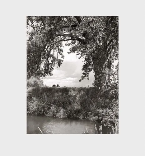 Couverture de Cottonwoods