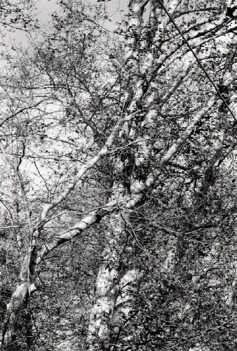 Couverture de Alders