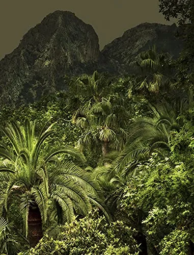 Couverture de Jungles