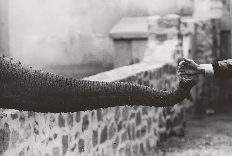 Animality: 100 Years of Photographs, Center for Creative Photography, Tucson