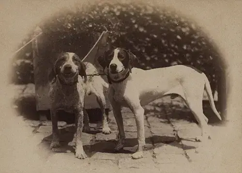 Adoptez une photo de compagnie !, NEF - Halle Roublot, Fontenay-sous-Bois