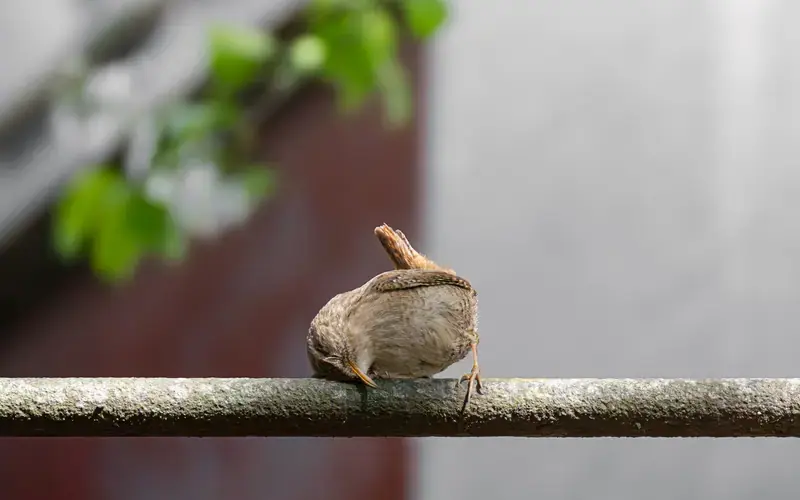 Paris 20e Nature : Le Peuple Invisible du 20e, Jardin de la Cité Aubry, Paris