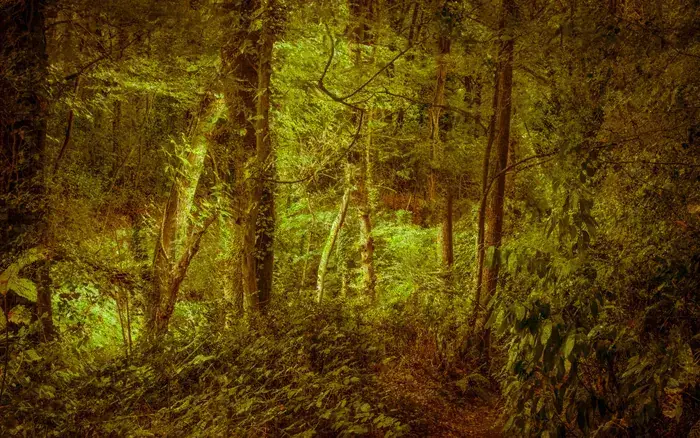Jean-François Mollière & Patrick Miara, Collecte Subjective, Galerie Gaïa, Nantes