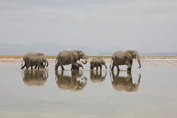 Paysage avec des animaux, mediathèque de cheval blanc, Cheval-Blanc