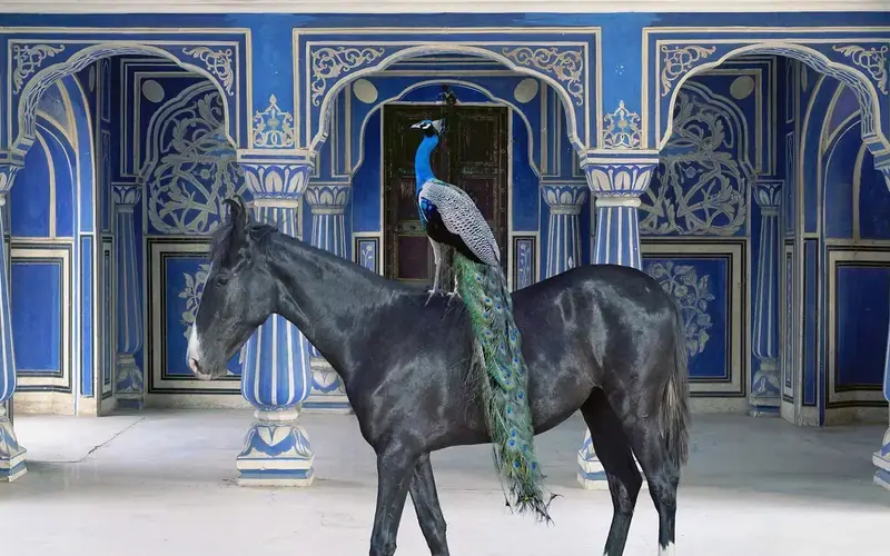 Karen Knorr au musée Delacroix, Musee national Eugène-Delacroix, Paris