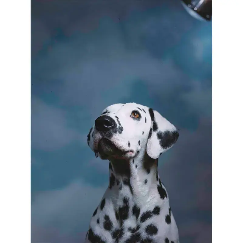 Stories of Ylla: Remembering a Pioneer of Animal Photography, Center for Creative Photography, Tucson