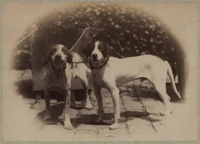Adoptez une photo de compagnie !, Musée Nicéphore Niépce, Chalon-sur-Saône