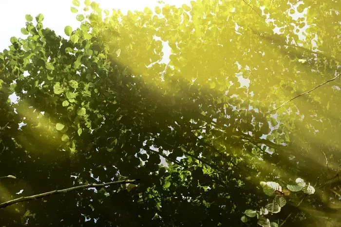 Apparitions : les mystères de la forêt, la parole des arbres, l’esprit de l’eau… - Michel CRESP, Médiathèque Charles Nègre, Grasse