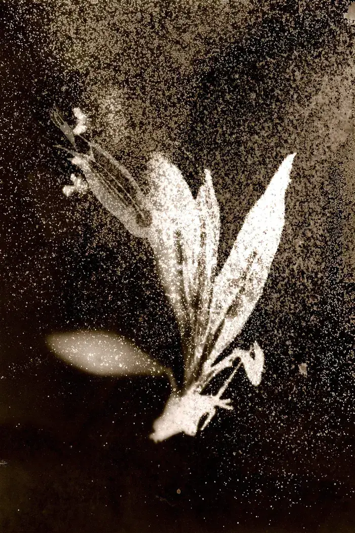 3 x photographes, Catherine Larré, Anaïs Tondeur, Silvana Reggiardo, Galerie La Ferronnerie, Paris