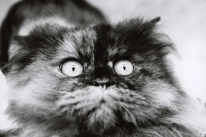 Modèle Animal. 200 ans de photographie, Photo Élysée - Musée cantonal pour la photographie, Lausanne