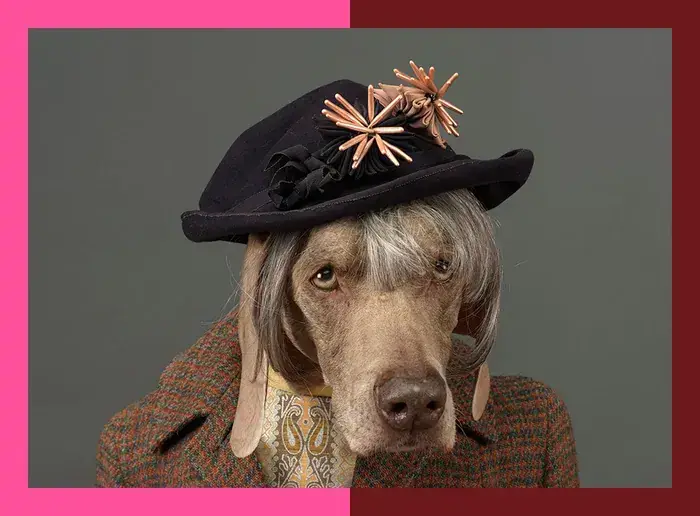 PhotoSaintGermain - William Wegman, Portraiture, Georges-Philippe et Nathalie Vallois, Paris