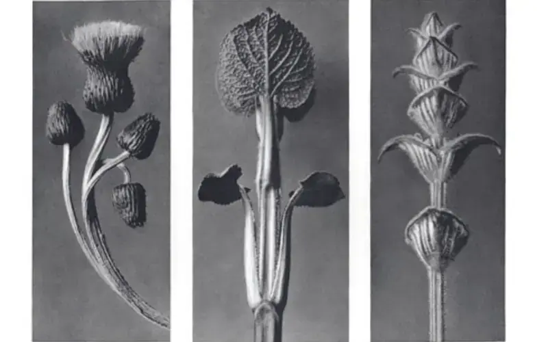 Karl Blossfeldt, Bibliothèque Colette Vivier, Paris