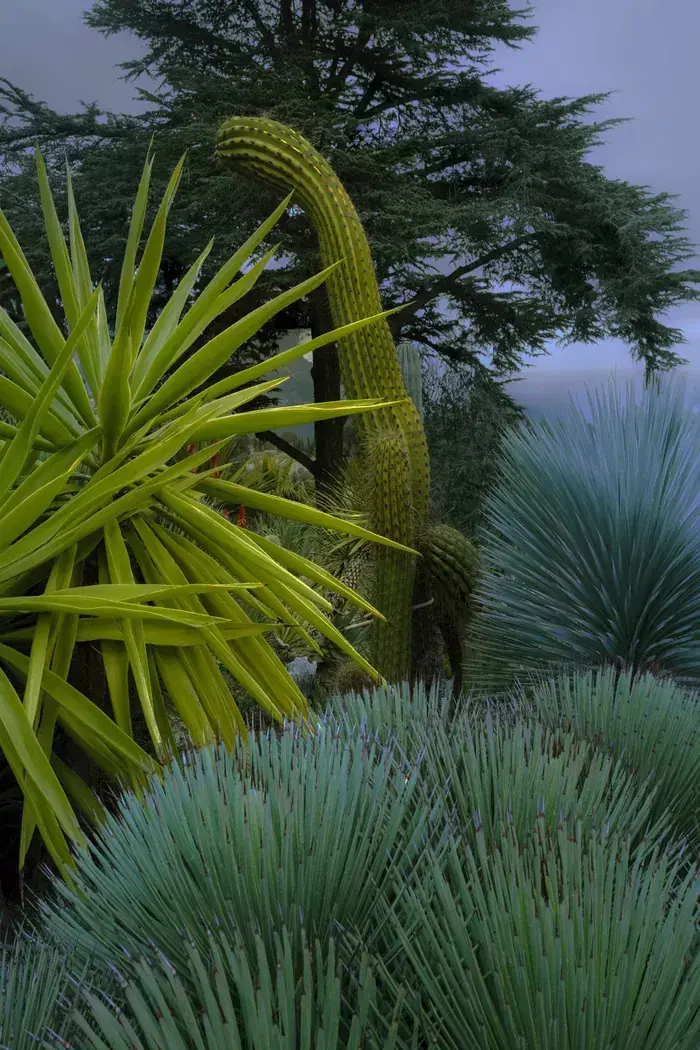 Philippe Chancel, Cactusmania, Polka Galerie, Paris